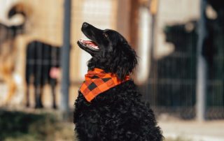 2026_Nordic-Strays-Lyra_003