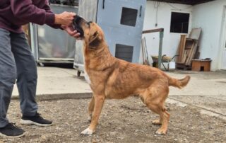 2026_Nordic-Strays-Magnus_018