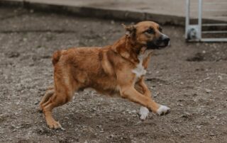 2026_Nordic-Strays-Magnus_020