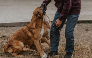 2026_Nordic-Strays-Magnus_021