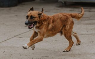2026_Nordic-Strays-Magnus_024