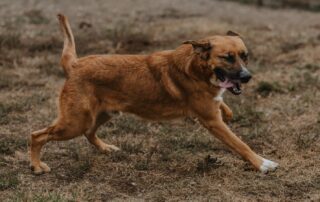 2026_Nordic-Strays-Magnus_026