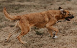 2026_Nordic-Strays-Magnus_029
