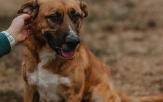 2026_Nordic-Strays-Magnus_031