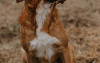 2026_Nordic-Strays-Magnus_032