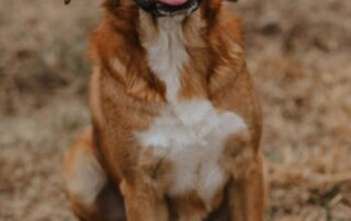 2026_Nordic-Strays-Magnus_033
