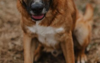 2026_Nordic-Strays-Magnus_034
