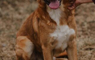 2026_Nordic-Strays-Magnus_035