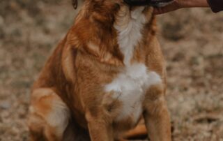 2026_Nordic-Strays-Magnus_036