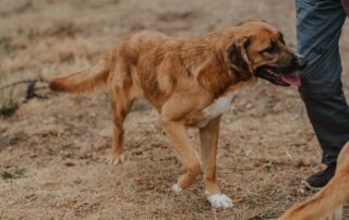 2026_Nordic-Strays-Magnus_038