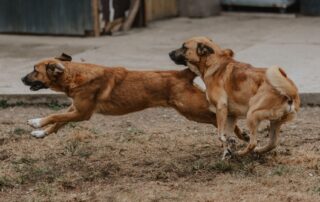 2026_Nordic-Strays-Magnus-Mephisto_005