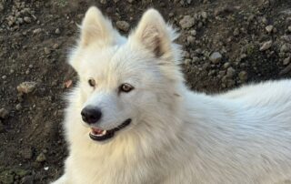2026_Nordic-Strays-Masa_006