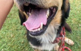 2026_Nordic-Strays-Moki_00 (1)