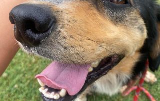 2026_Nordic-Strays-Moki_00 (2)