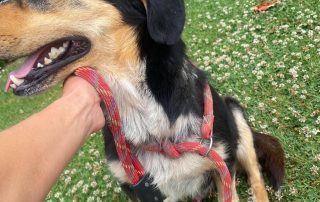 2026_Nordic-Strays-Moki_00 (4)