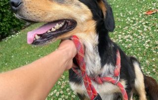 2026_Nordic-Strays-Moki_00 (5)