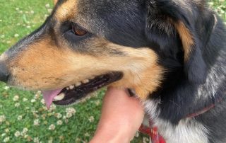 2026_Nordic-Strays-Moki_00 (6)