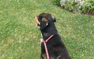 2026_Nordic-Strays-Moki_001