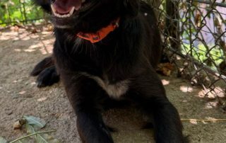 2026_Nordic-Strays-Nala_004