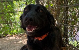 2026_Nordic-Strays-Nala_005