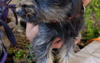 2026_Nordic-Strays-Namenspate-gesucht_001