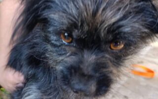 2026_Nordic-Strays-Namenspate-gesucht_002