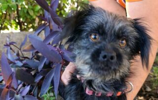 2026_Nordic-Strays-Namenspate-gesucht_003