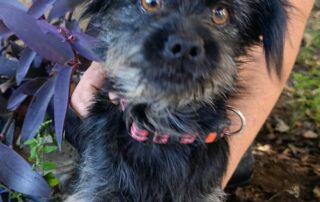 2026_Nordic-Strays-Namenspate-gesucht_004