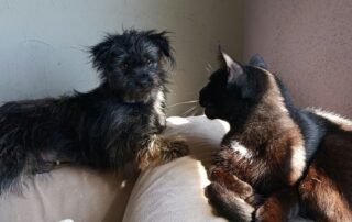 2026_Nordic-Strays-Namenspate-gesucht_005