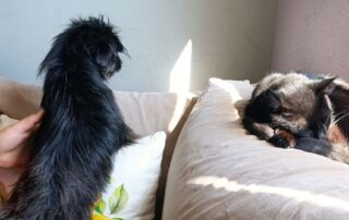 2026_Nordic-Strays-Namenspate-gesucht_006