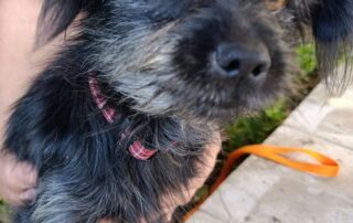 2026_Nordic-Strays-Namenspate-gesucht_007