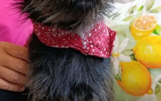 2026_Nordic-Strays-Namenspate-gesucht_008