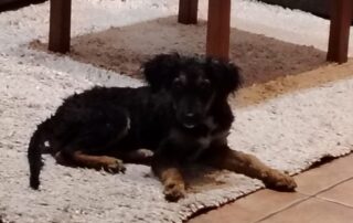 2026_Nordic-Strays-Paichy_003