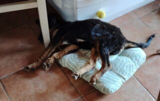 2026_Nordic-Strays-Paichy_004