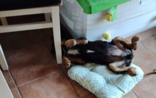 2026_Nordic-Strays-Paichy_005