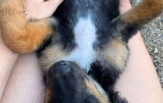 2026_Nordic-Strays-Paichy_006