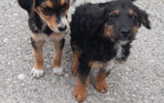 2026_Nordic-Strays-Paichy_007