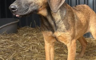 2026_Nordic-Strays-Pepper_001