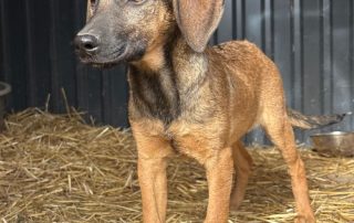 2026_Nordic-Strays-Pepper_002
