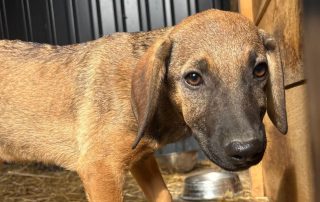 2026_Nordic-Strays-Pepper_003