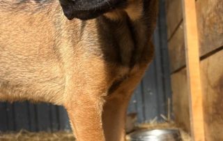 2026_Nordic-Strays-Pepper_004