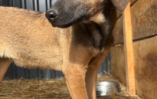 2026_Nordic-Strays-Pepper_005