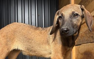2026_Nordic-Strays-Pepper_006