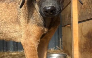2026_Nordic-Strays-Pepper_008
