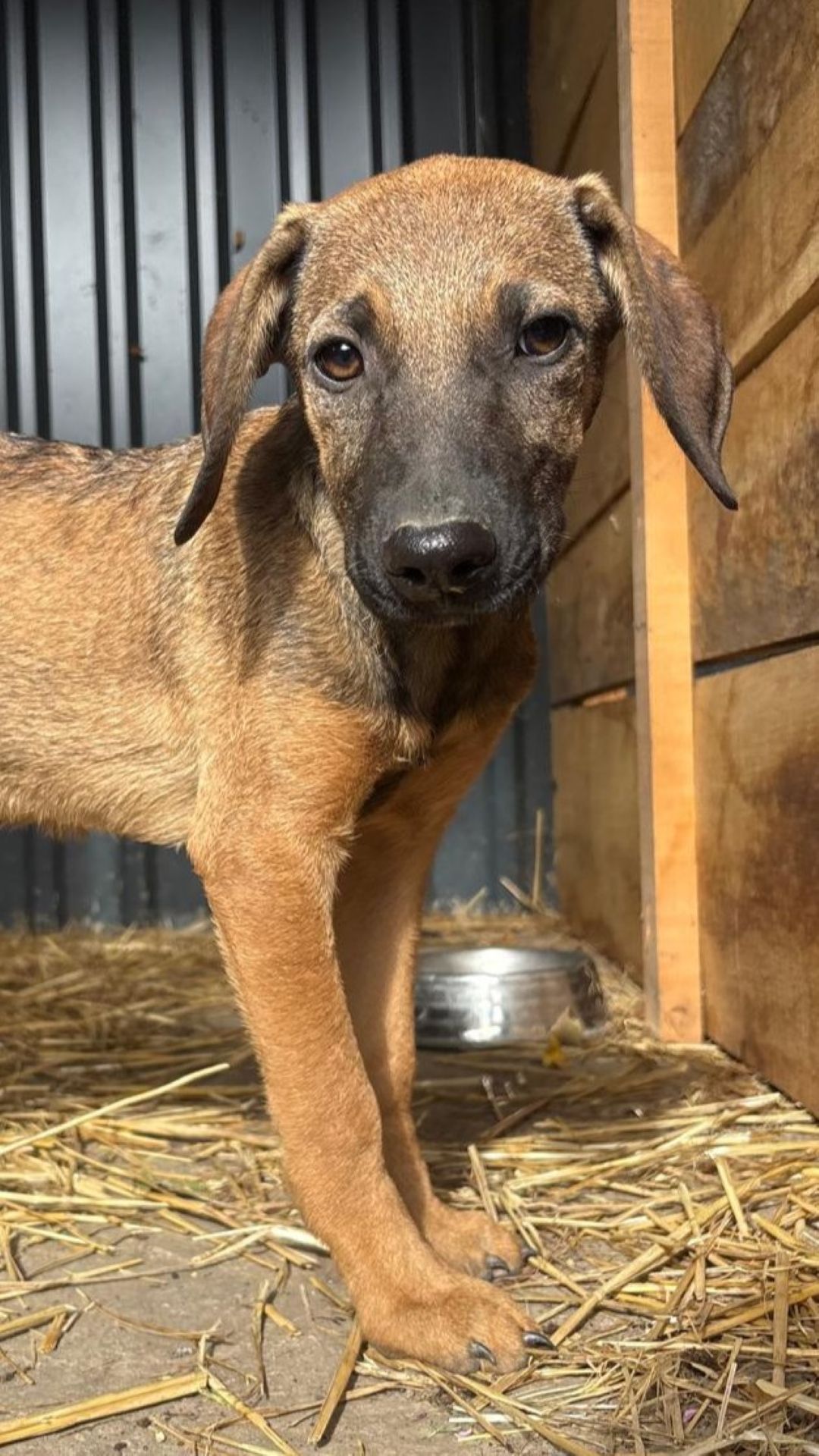 2026_Nordic-Strays-Pepper_008