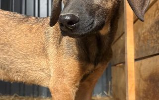 2026_Nordic-Strays-Pepper_009
