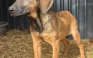 2026_Nordic-Strays-Pepper_010