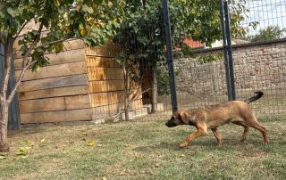 2026_Nordic-Strays-Pepper_011