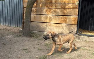 2026_Nordic-Strays-Pepper_012