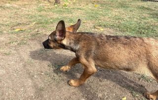 2026_Nordic-Strays-Pepper_013